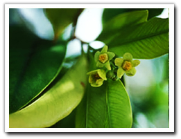 Agarwood, Agarwood Oil , Agarwood Manufacturers, Agarwood Suppliers, Krissana Oil, Agarwood Perfume, Agarwood Fragrance, Agarwood Essence, Agarwood Incense, Aquilaria, Aquilaria oil, Eaglewood, Eaglewood oil ,Aloeswood, Aloeswood oil, Aquilaria malaccensis, Aquilaria crassna, Aquilaria subintegra, Aquilaria hirta, Agarwood thailand, Agarwoodthailand, Agarwood tree, Krissana Agarwood Oil, ไม้หอม, กฤษณา, น้ำมันไม้กฤษณา,ไม้หอมกฤษณา,ไม้หอม กฤษณา, น้ำมันกฤษณา, ไม้กฤษณา,